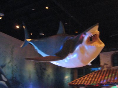39 hanging shark.jpg