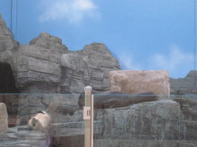 41 sleeping seals.jpg