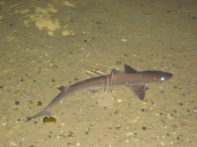 45 sandshark.jpg