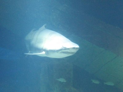46 Big shark.jpg