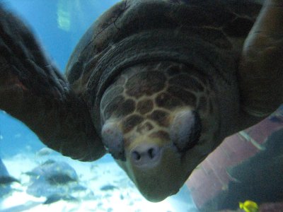 48 big turtle.jpg