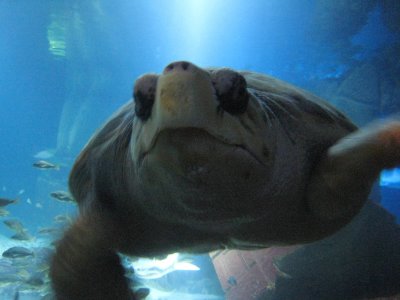 49 big turtle.jpg