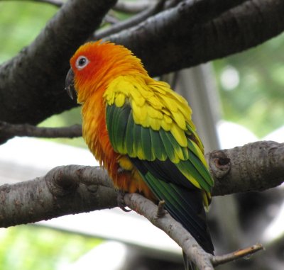 Queens Zoo bird 2.jpg
