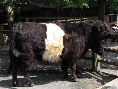 Queens Zoo cow.jpg