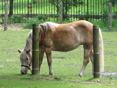 Queens Zoo horse.jpg