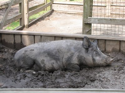 Queens Zoo pig.jpg