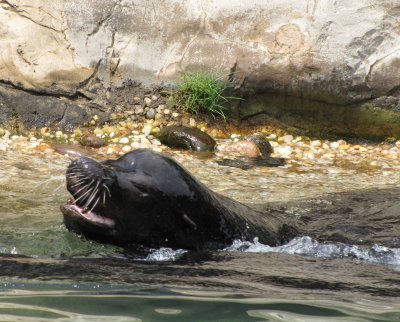 Queens Zoo sealions 2.jpg