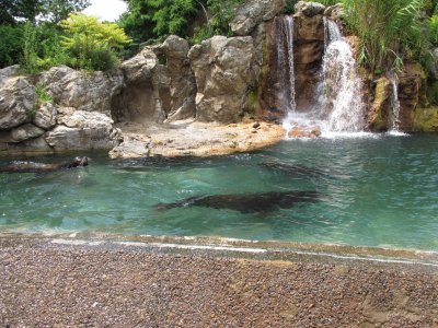 Queens Zoo sealions.jpg