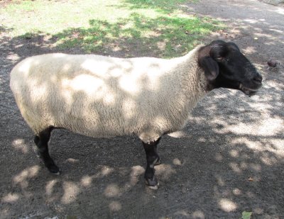 Queens Zoo sheep.jpg