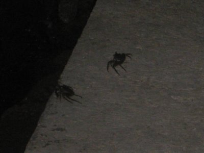 IMG_5378.JPG