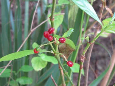 IMG_1867.JPG