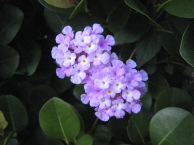 IMG_6382.JPG