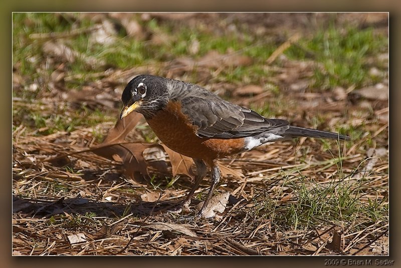 American Robin 02