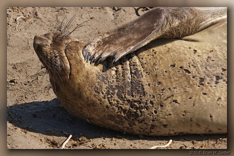 Elephant Seals 03_hf.jpg