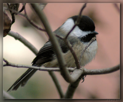 Carolina Chickadee 01