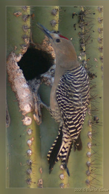 Gila Woodpecker 01