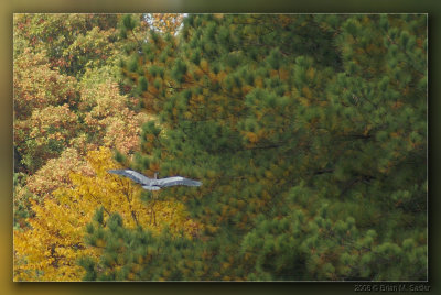 Great Blue Heron 01