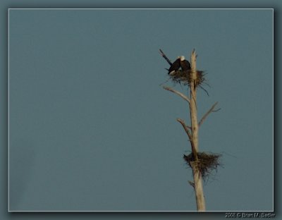 Bald Eagle 01