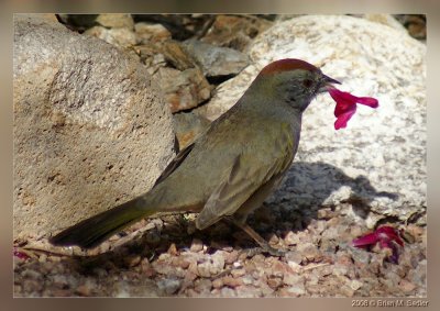 Green-tailed Towhee 01