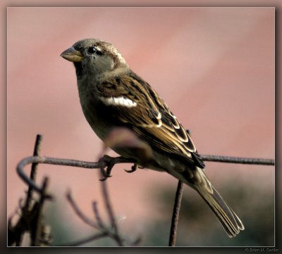 House Sparrow 02