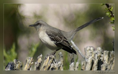 Mocking Bird 01
