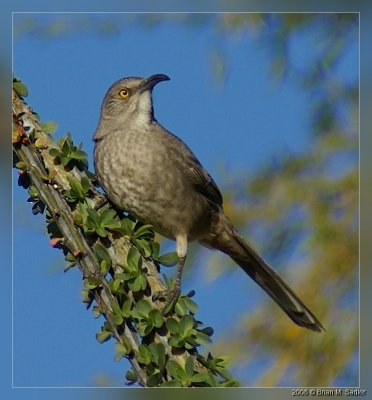 Curve-billed Thrasher 01
