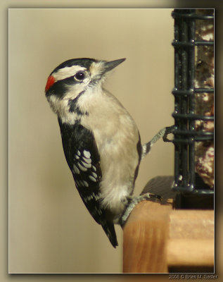 Downy Woodpecker 01