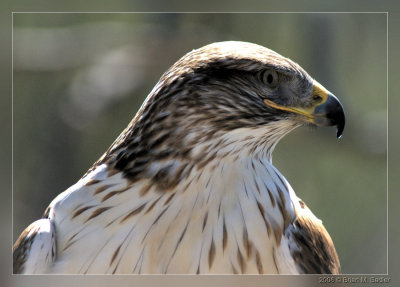 Ferruginous Hawk 01