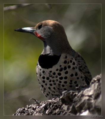 Gilded Flicker 01