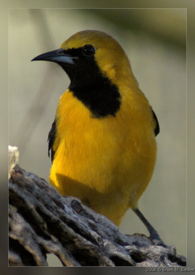 Hooded Oriole 01