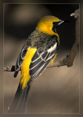 Hooded Oriole 02