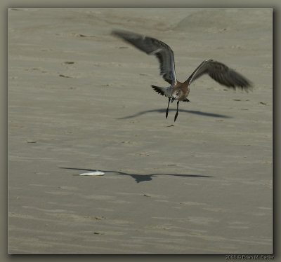 Laughing Gull 01