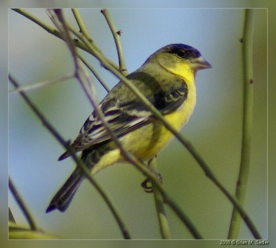 Lesser Goldfinch 01