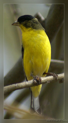 Lesser Goldfinch 02