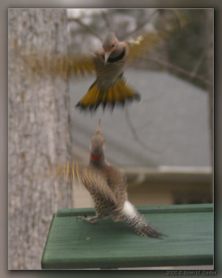 Northern Flicker 01