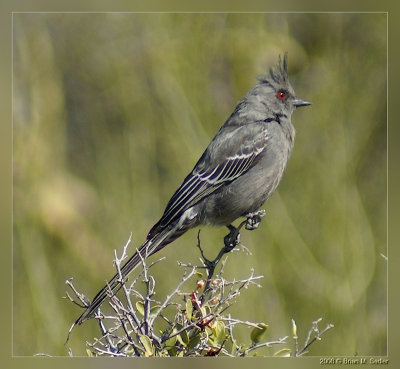 Phainopepla 01