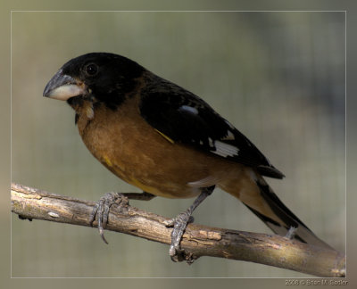Black-headed Grosbeak 01