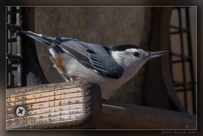 White-breasted Nuthatch 01