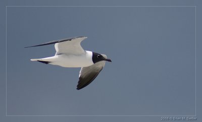 Laughing Gull 02