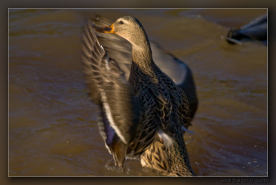 mallard