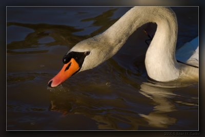 Mute Swan 03