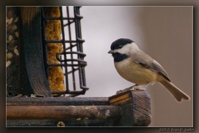 Carolina Chickadee 02