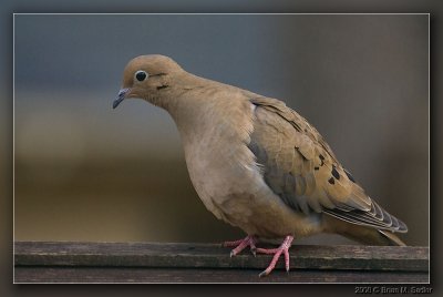 Mourning Dove 01