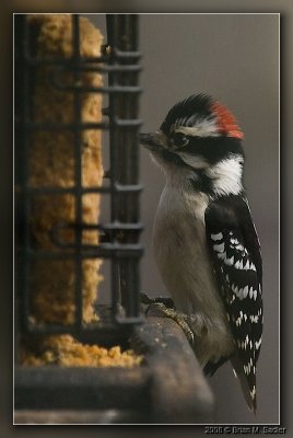 Downy Woodpecker 02