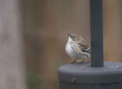 Yellow-rumped Warbler 01