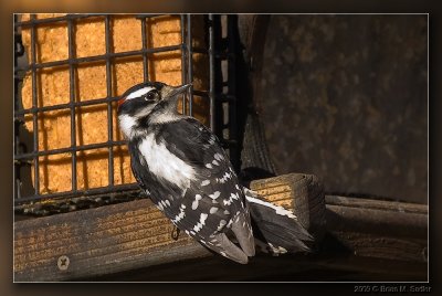 Downy woodpecker 03