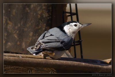 White-breasted Nuthatch 03