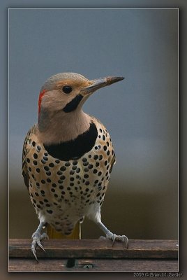 Northern Flicker 03