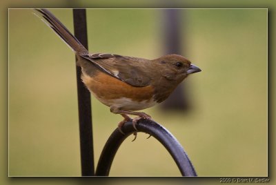 Eastern Towhee 01