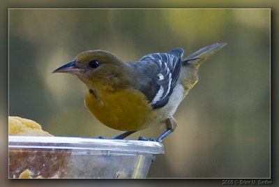 Orchard Oriole 01